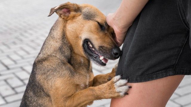 Quero adotar um animalzinho