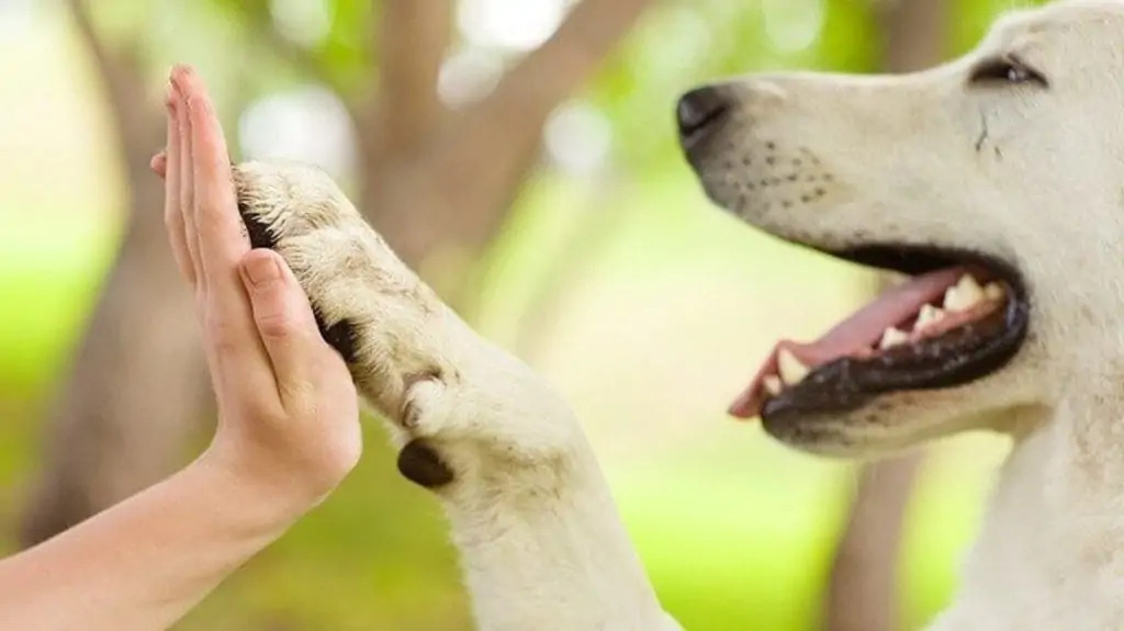 Sou cidadão e quero cadastrar um pet para adoção